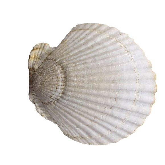 Set Of 7 White Scallop Seashells For Crafting Decor Or Beach-Themed Projects - Picture 7 of 16